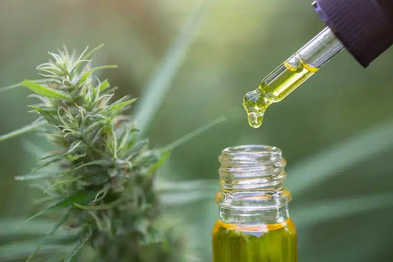 An Expert Guide on How to Make Cannabis Oil at Home