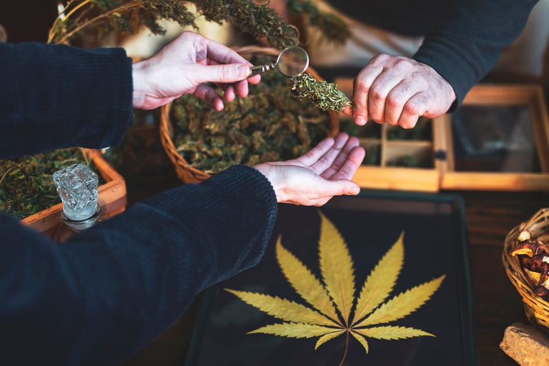 Examining Cannabis Bud in Cannabis Store - Stock Photo