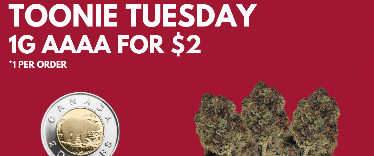 Toonie Tuesday Promotion Banner