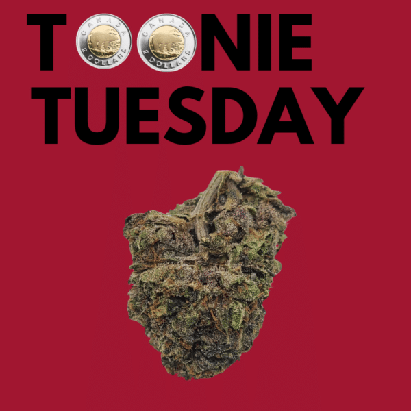 Toonie Tuesday Promo Picture