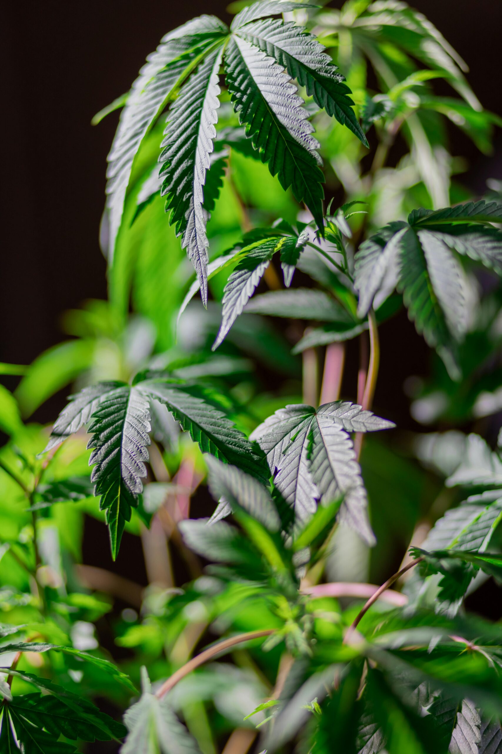 Exploring How Cannabis Culture Is Evolving in Toronto