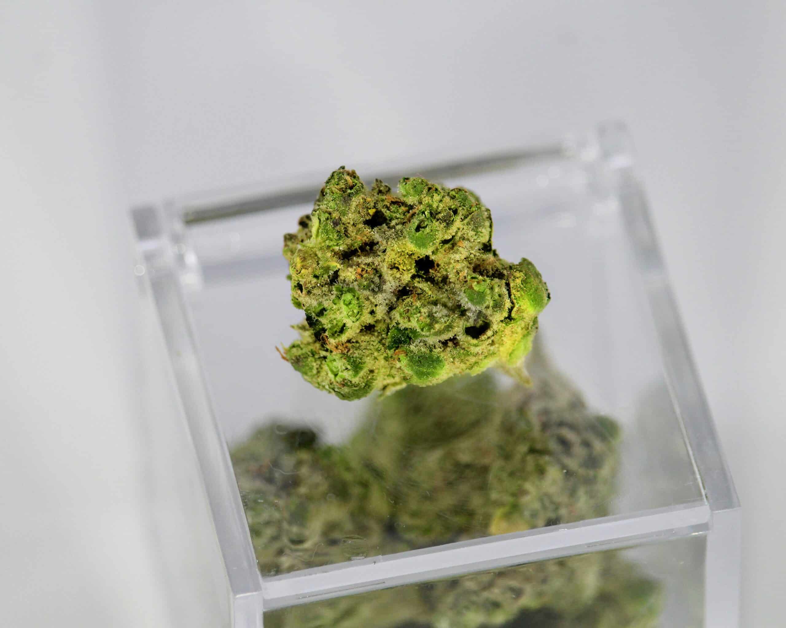 How Terpenes Influence Effects and Strain Selection