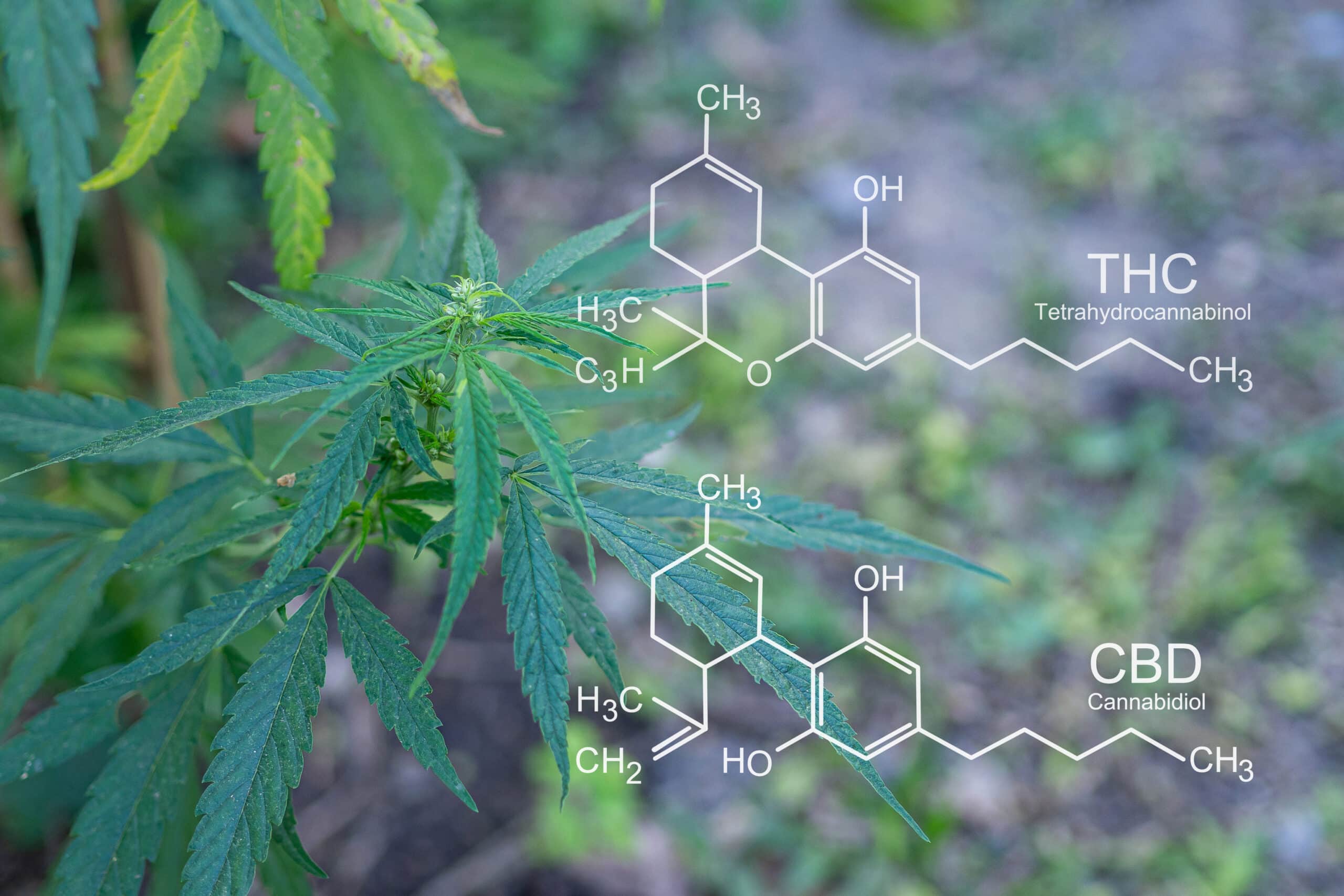 CBD vs THC for Sleep or Relaxation for Improved Rest