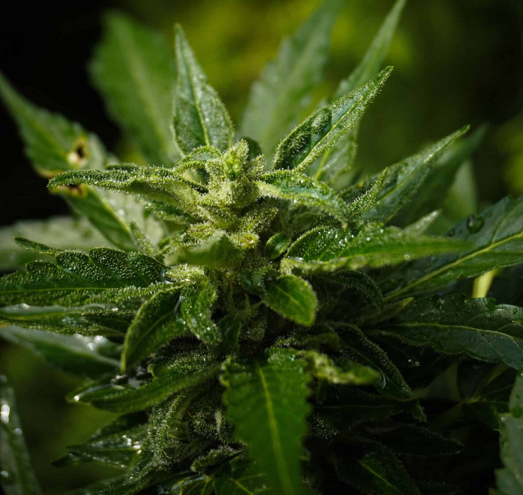 What Does AAAA Mean on Cannabis?
