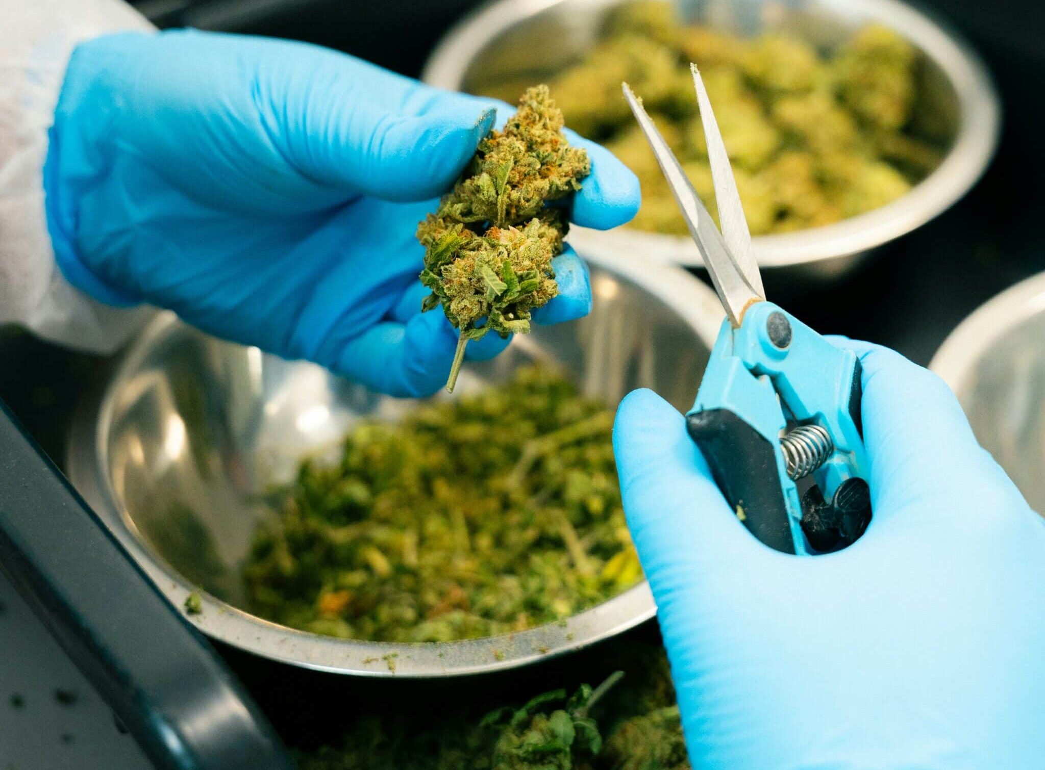 Who Decides Cannabis Grades in Canada?